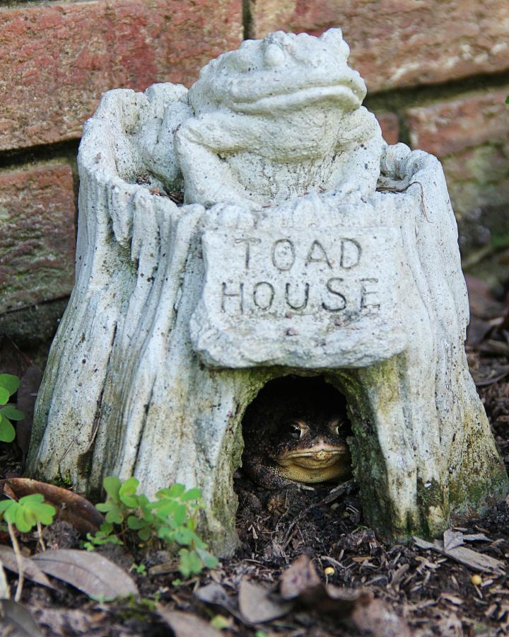 toad-328961_1920_full_width.jpg